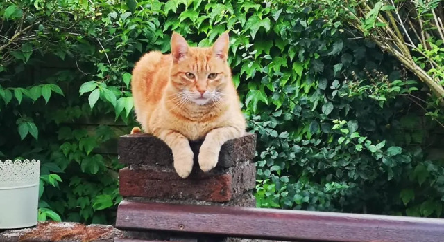 Коттедж FeWo Auszeit