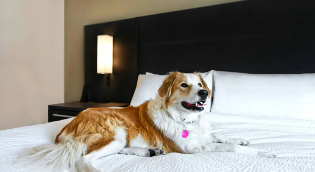 Residence Inn by Marriott Steamboat Springs, Забронировать Отель Стимбот-Спрингс Колорадо