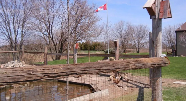 Коттедж Duck Pond Bed & Breakfast Cottage