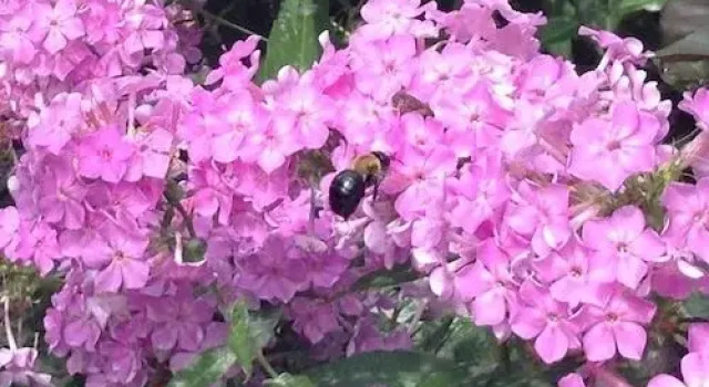The Garden House B&B, Varaa Bed and Breakfast Toronto 