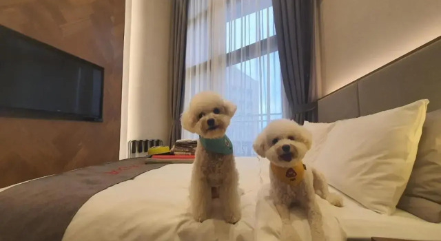 Pyeongchang Ramada Hotel & Suite by Wyndham, Reserva ahora Hotel Hoteles de negocios en Gangwon, 4* 5*