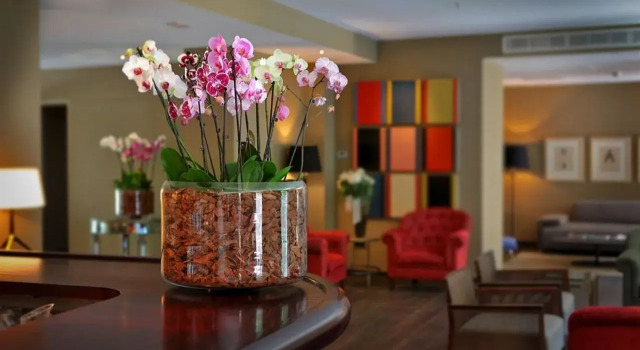 Can Alomar Hotel