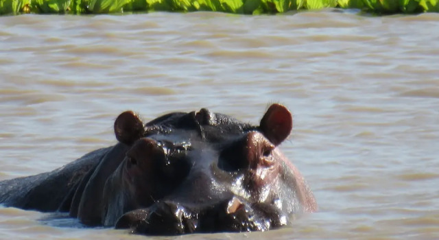 Mikumi Wildlife Camp, Rezerwuj Hotel Hotele w Kikoboga z parkingiem, Parking