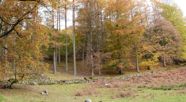 Rowan - Woodland Cottages, Забронировать Отель СПА-отели Англии, SPA-услуги