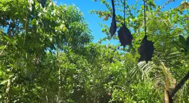 Sumatra Ecolodge, Boek Hotel Padang 
