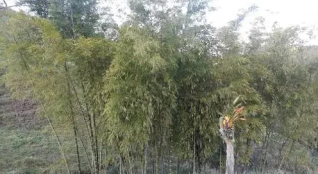 Finca Los Laureles, Book Hotel Hoteller i Andes med parkering, Parkering