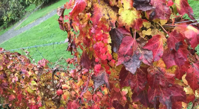 Goldberryaccommodation, Rezerwuj Hotel Hotele w Yarra Valley z parkingiem, Parking