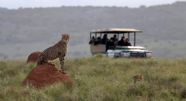 Люкс Luxury Bukela Game Lodge Amakhala Game Reserve