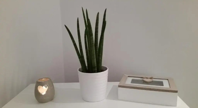 Апартаменты Apartament Cassino