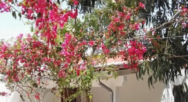 Коттедж с 2 комнатами Villetta Immersa nel Verde Torre Guaceto