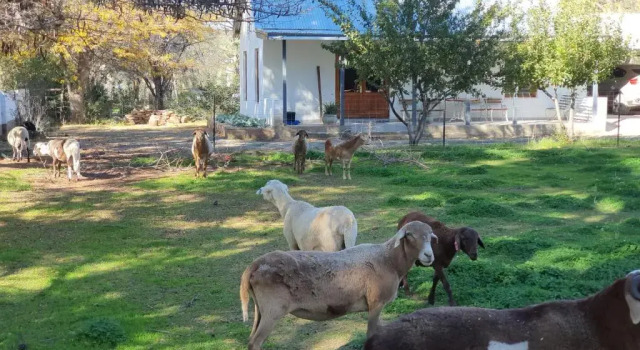 Апартаменты c 1 комнатой Shepherd's Cottage