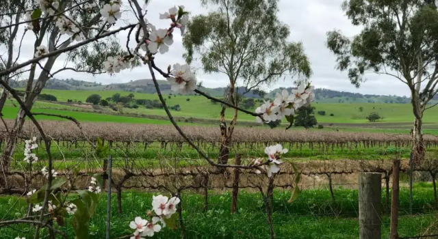 Коттедж Jasmines Barossa Valley Cottage