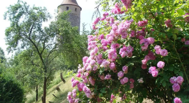 Номер Standard Gästehaus Weigand