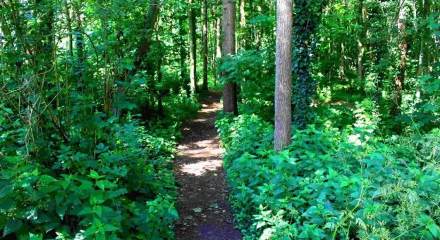 Двухместный номер Superior Zoomers aan het Bos