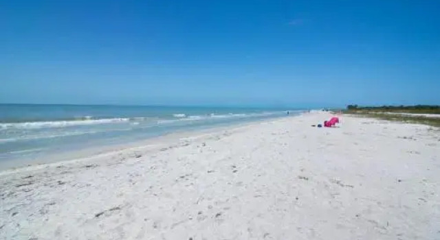 Sanddollar #C104