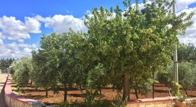 Апартаменты I Trulli di Gina Appartamento 4 persone