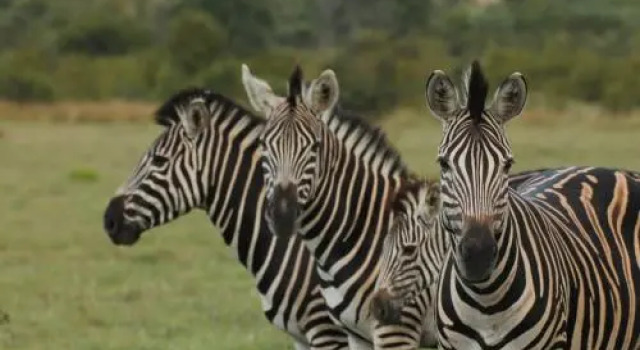 Idube Game Reserve, Reservar Hotel Kruger National Park 