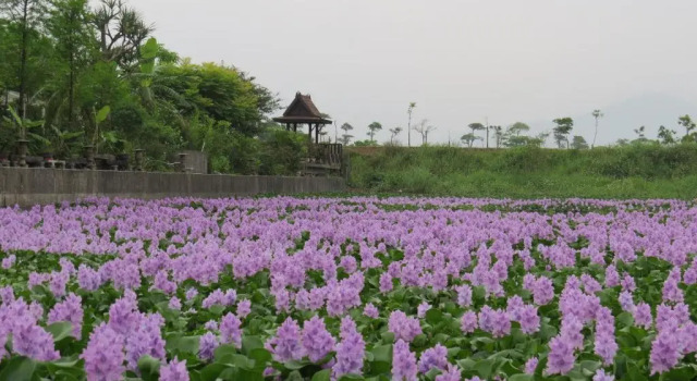Трёхместный номер Standard Beautiful Yilan Resort