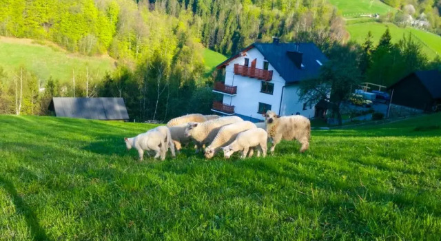 Willa Pod Bukami, Prenota Appartamento Wisła Silesia