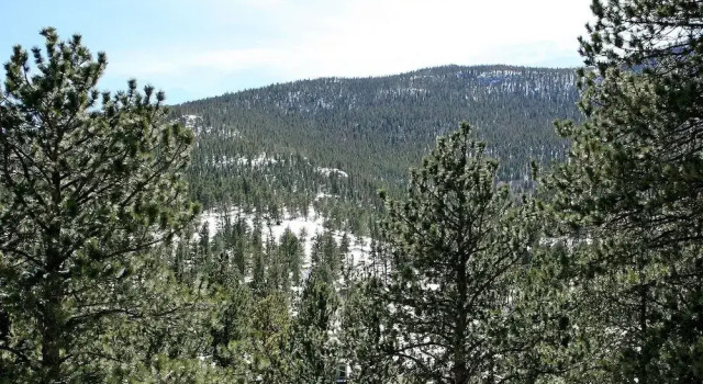 Студия Fawn Valley Inn: 278 1 Bedroom Condo