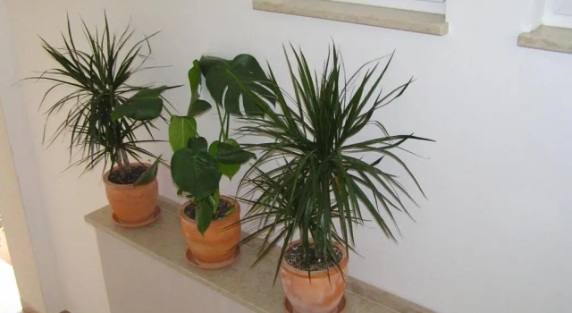 Апартаменты Apartments Oaza Regi