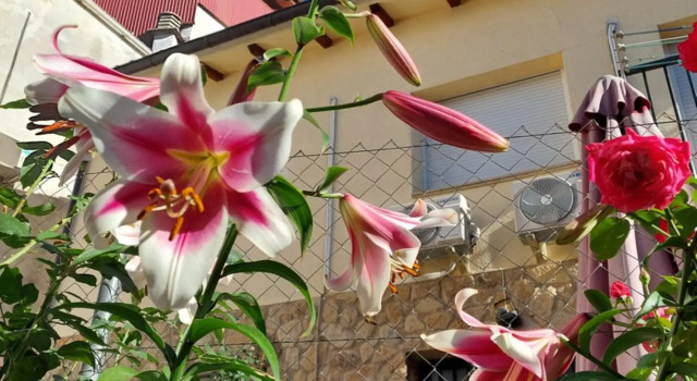 Apartamentos La Chaparrina del Jerte, Rezervați Apartament El Torno Valle del Jerte