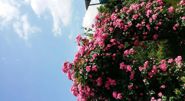 Двухместный номер Standard Gyeongju Bellus Rose Pension