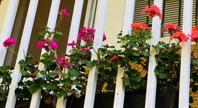 Suite Única Renovada Céntrica Av Zaragoza C14, Prenota Hotel Casa Blanca La Corregidora 