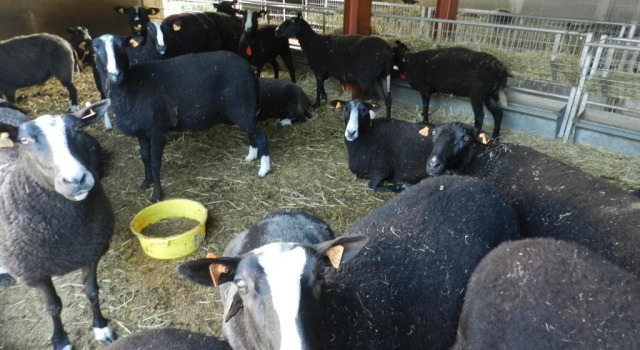 Xhawirs Horse Farm, Забронировать Фермерский дом Эрв 