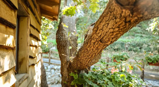 Номер Standard Le casette sull'albero di VILLA ALBA