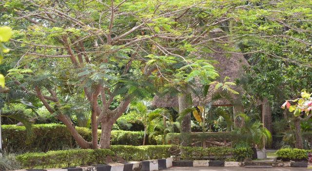 St. Patrick’s Forest House
