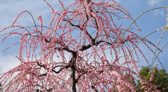 Коттедж Japaning Senkyu
