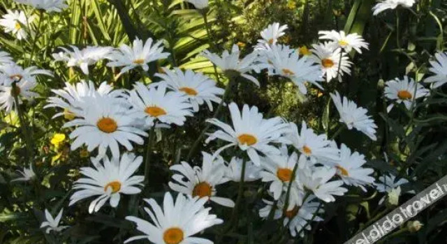 Daisy Centre Retreat, Забронировать Отель Отели Гластонбери с парковкой, рядом с Lake Village Museum, Парковка