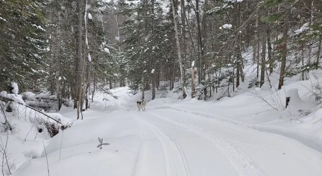 Номер Comfort Estonia Hébergement Nature