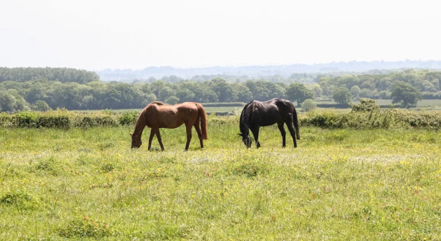 Коттедж Saddlebacks Barn
