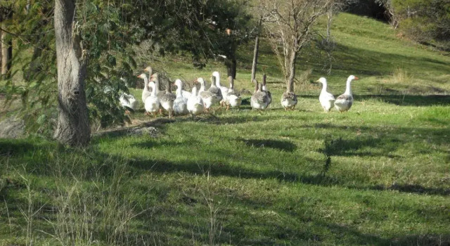 Коттедж Balinga Cottages
