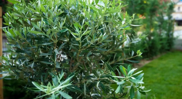 Olive 201, Rezervovat Hotel Hotely v Perea s parkováním, Parkování