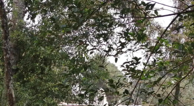 Тент Hotel Bosques
