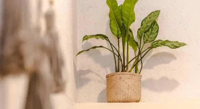 Студия Hotel Noah Tulum