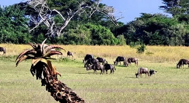 Ezulwini Game Lodge, Buchen Sie Hotel Hluhluwe Hluhluwe-iMfolozi-Park