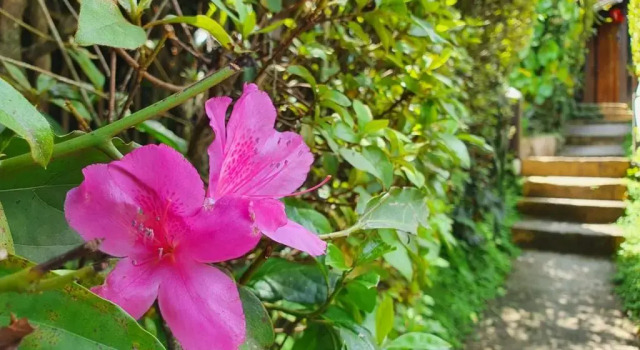 Pousada Donna Rose