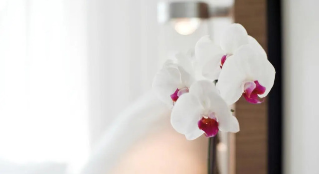 Трёхместный номер Standard Hotel Constantia