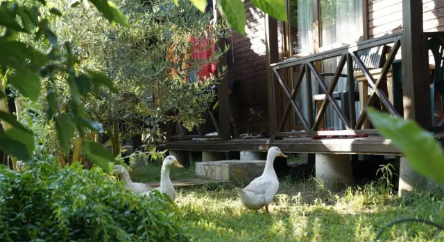 Бунгало Serenity Bungalows