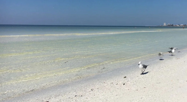Коттедж Playful Dolphins Pool Home