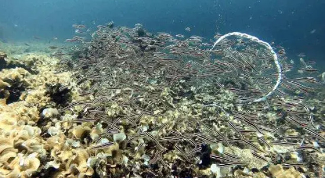 Cooldive Semporna, Prenota Hotel Semporna Sabah