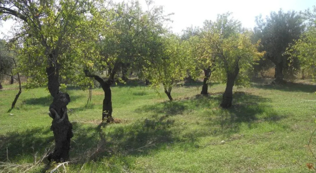 Коттедж Terra Di Eloro