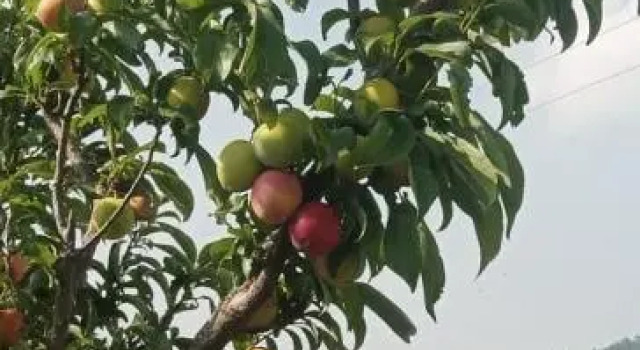 The Plum, Varaa Hotelli Hotellit Uttarakhand pysäköinnillä, Pysäköinti