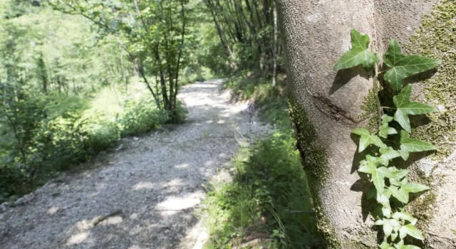 Agriturismo Maso Rocca, Забронировать Апартаменты/квартира Апартаменты Ала, Апартаменты/квартира
