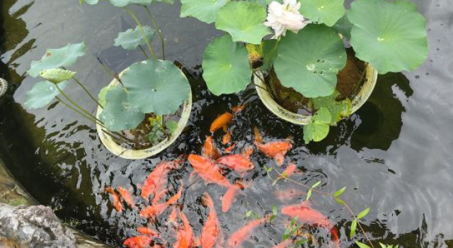 Wuyuan Heguangse B&B, Prenota Bed & breakfast Shangrao Jiangxi