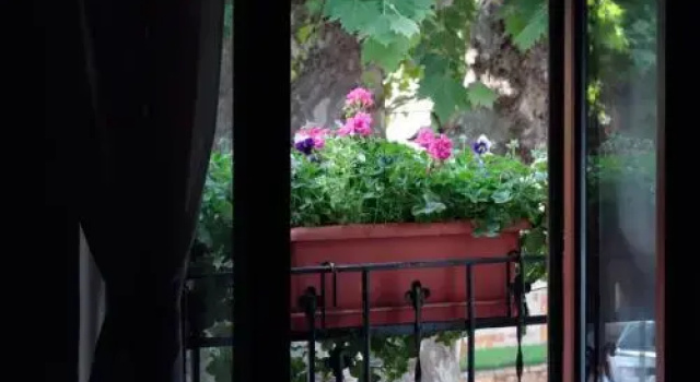 Patio de las Flores